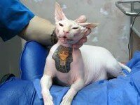 cat tattoo