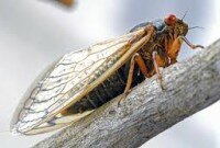 Cicada