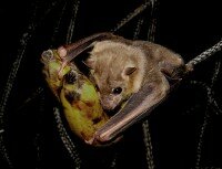 Fruit Bat